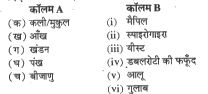 कॉलम A में दिए गए शब्दों का कॉलम B में दिए गए जीवों से मिलान कीजिए-