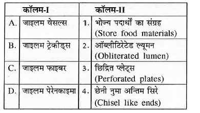 कॉलम-I को कॉलम-II के साथ सुमेलित कर सही विकल्प का चयन कीजिए-