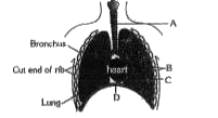 चित्र में मानव श्वसन तंत्र का एक आरेखी दृश्य दर्शाया गया है जिसमें चार नामांकन A, B, C और D दिए गए हैं। अंग की सही पहचान के साथ-साथ उसके प्रमुख कार्य और/अथवा विशिष्टता के विकल्प को चुनिए-