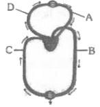 चित्र में मानव के रुधिर परिसंचरण का एक योजनाबद्ध आरेख दर्शाया गया है जिसमें चार भागों A से D का नामांकन किया गया है। सही नामांकन के साथ उसके सही कार्य के विकल्प को चुनिए-