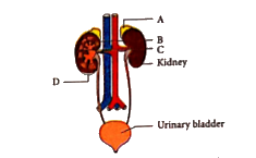 Figure shows human urinary system with structures labelled A to D. Selecti option which correctly identifies them and give their characteristics and /or functions.