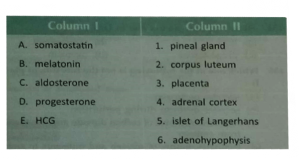 Match the hormone with its source