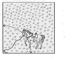 A horse is tied to a peg at one corner of a square shaped grass field of side 15 m by means of a 5 m long rope (see 5.11). Find   the of the in the grazing area if the rope were 10 m long instead of 5 m. (