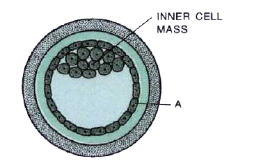 Study the figure and answer the questions.   (a) Name the stage of human embryo the figure represents.   (b) Identify 'a' in the figure and mention its function.   ( c) Mention the fate of inner cell mass after implantation in the uterus.   (d) Where are the stem cells located in this embryo?