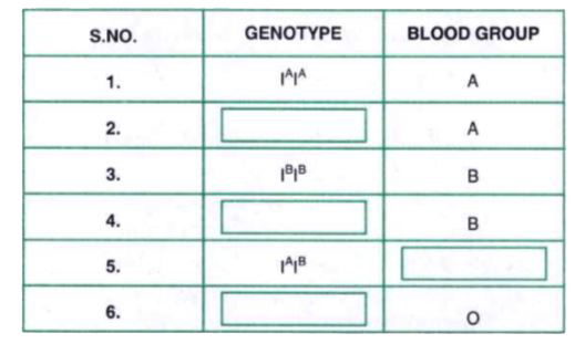 The following Table shows the genotypes for ABO blood grouping and their phenotypes. Fill the gaps left in the table: