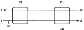 In the following diagram the two DNA strands represented are ready for transcription.     Which one of the two strands of DNA has nucleotide sequence similar to mRNA that will be transcribed and why?