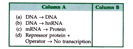 Certain molecular processes are given in column (A). Provide the terms to these processes in column (B) by selecting from the given terms: Recombination, Gene regulation, Prokaryotic  transcription, Eukaryotic transcription, Translation, Replication, Gene transfer, | DNA fingerprinting.