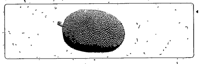 Identify the fruit given in the diagram