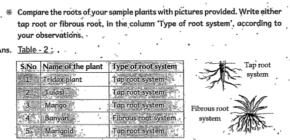Compare this middle root with the remaining roots in the tap root system.