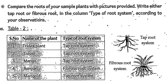 Do you find any such main root in fibrous root system? How are the roots of this plant?