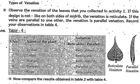 what type of roots are there in plants having web like venation in their leaves?