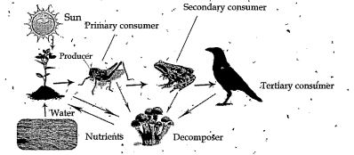 Study the pictures.     What is the source of energy in a food chain?