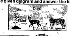 Observe the given diagram and answer the following question     What is the source of energy from the diagram