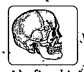 What type of joint is located in the skull ?