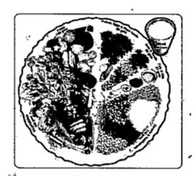 Observe the following diagram and answer the given questions.    How much milk must be consumed in a day ?