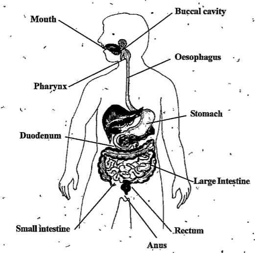 Digestive tract with label for the liver - Media Asset - NIDDK