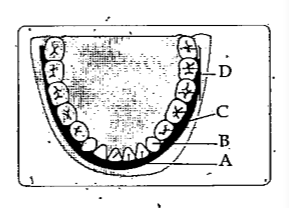 Observe the picture and answer the question given.      What is the name and function of set of set teeth B?