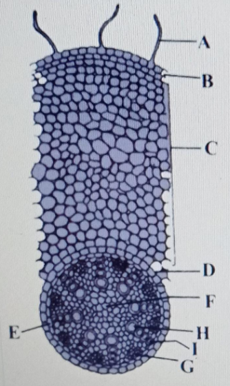 A-Root hair, B-Epiblema, C-Cortex, D-Endodermis, E-Pericycle, F-Pith,