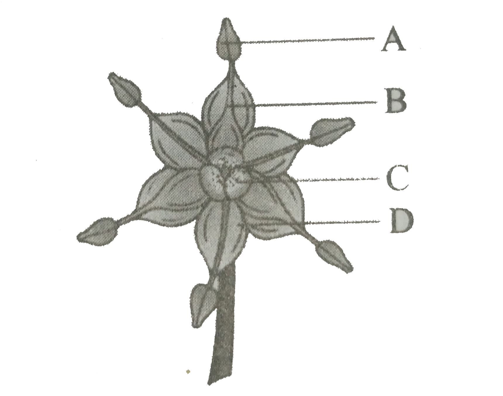 Identify the parts marked as A,B,C and D for the below diagram   Flower entire of Allium cepa