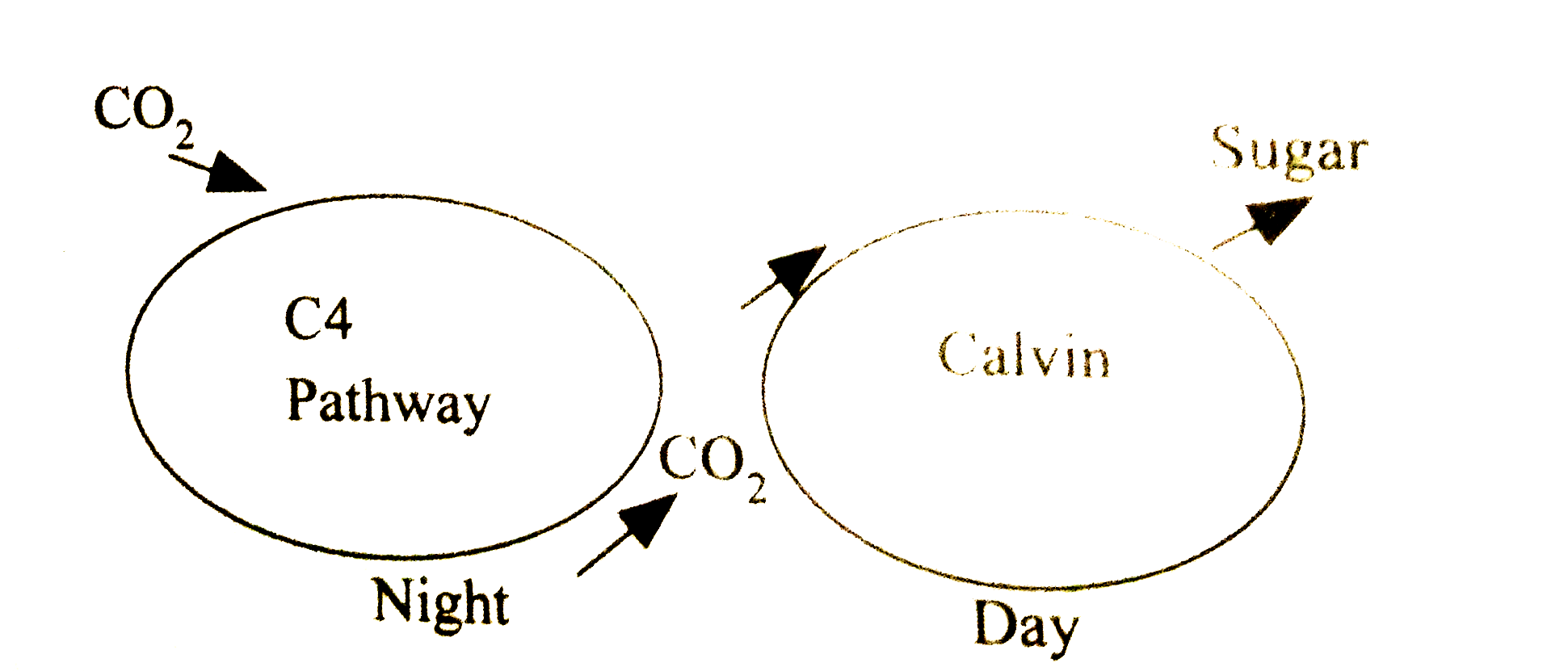 The photosynthetic pathway is represented in a schematic representation. Mark the correct option.