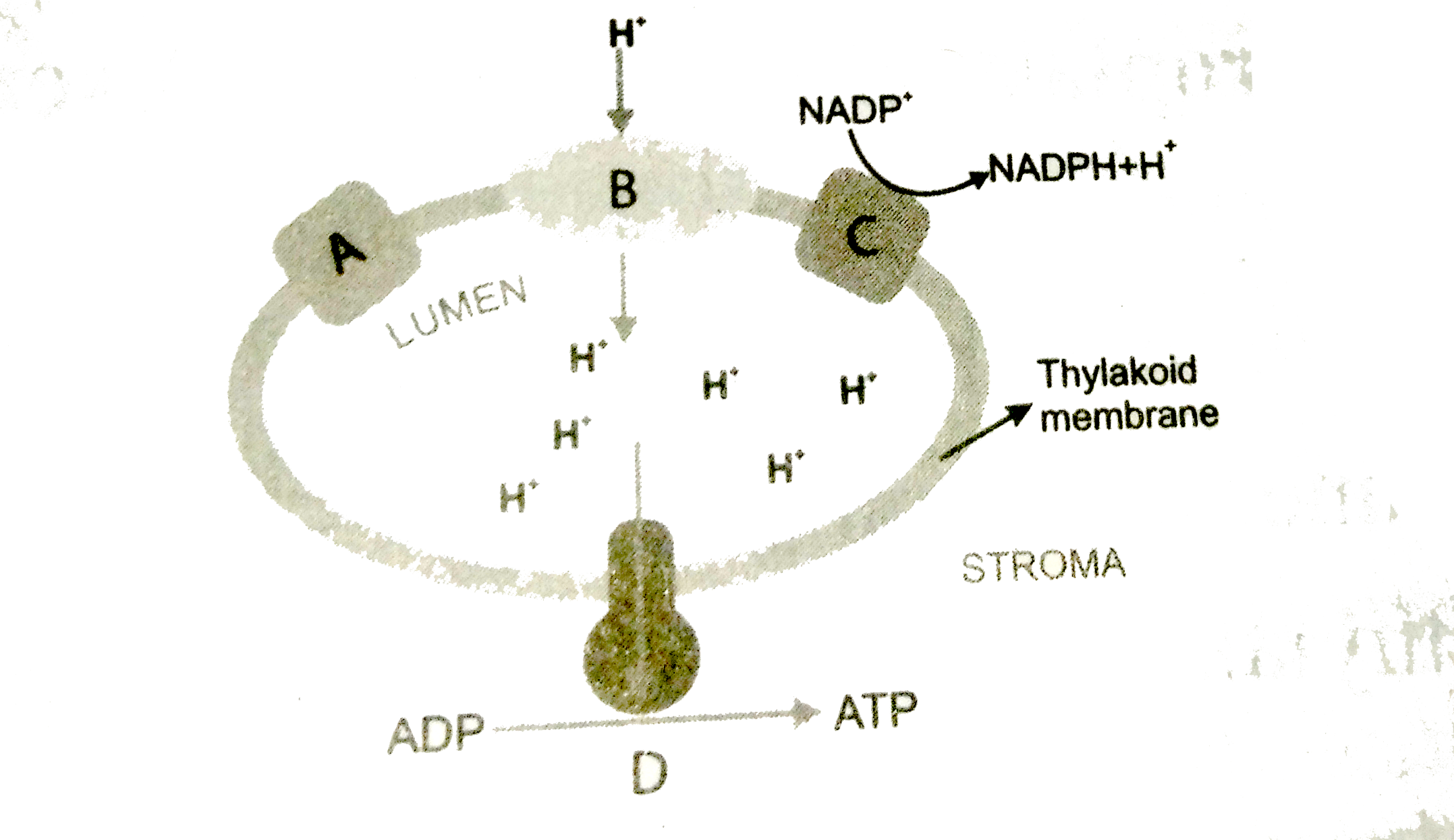 Identify the parts marked as A, B, C and D for the below diagram ''Chemiosmotic theory''