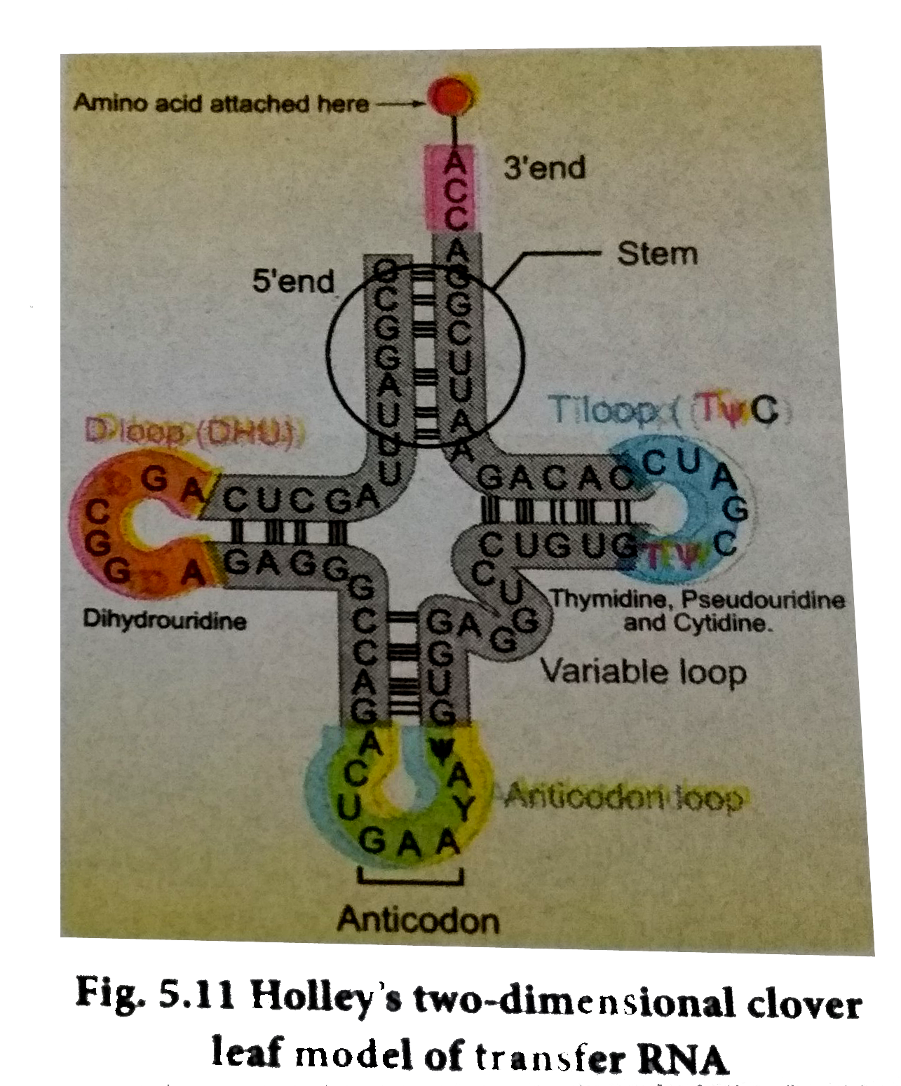 Describe The Structure Of Trna With A Diagram