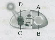கீழ்க்கண்ட படத்தினில் குறிக்கப்பட்டுள்ள A, B, C மற்றும் D பாகங்களுக்கு சரியான விடையை தேர்ந்ந்தெடு.