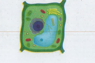Identify any four parts of the plant cell.