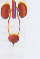 Label the diagram given below to show the four main parts of the urinary system and answer the following questions. Where is the unine stored?