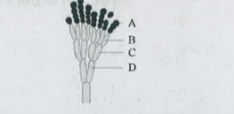 கீழ்க்கண்டவற்றுள் படத்தினில் குறிக்கப்பட்டுள்ள A ,B ,C மற்றும் D பாகங்களுக்கு சரியான விடையை தேர்ந்தெடுக ?