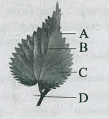 கீழ்கண்ட படத்திற்குாிய சாியான பாகத்தினை கண்டறி. கீழ்கண்ட படத்தினில் குறிக்கப்பட்டுள்ள A, B, C, மற்றும் D பாகங்களுக்கு சாியான விடையை தேர்ந்தெடு.