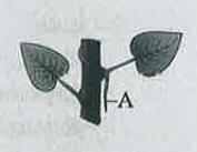 கீழ்க்கண்ட படத்தினில்‌ குறிக்கப்பட்டுள்ள A, B மற்றும்‌ C பாகங்களுக்கு சரியான விடையை தேர்ந்தெடு.