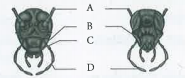கீழ்க்கண்ட படத்தினில்‌ குறிக்கப்பட்டுள்ள A, B, C மற்றும்‌ D பாகங்களுக்கு சரியான விடையை தேர்ந்தெடு.