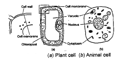 Make sketches of animal and plant cells. State three differences between  them.