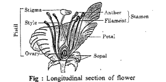 Draw a diagram of Longitudinal Section of a bi-sexual flower. Label in