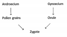 Observe the flow chart: By combining of pollen grain and ovule, what will form?