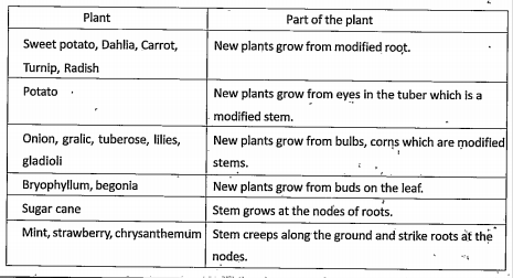 Observe the table: Which plant grow the buds on the leaf?