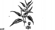 What is the plant shown in the figure ? What is made of it ?