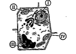 The vacuole is a cell organelle present in both plant and animal cells. It  stores food, water, toxic waste etc. The vacuole present in a plant cell  differs from that of an