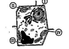A plant cell with four labeled portions is depicted in the given figure.      The labeled portion responsible for photosynthesis is