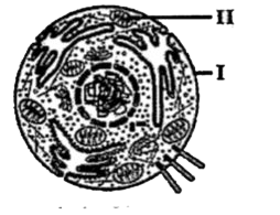 The vacuole is a cell organelle present in both plant and animal cells. It  stores food, water, toxic waste etc. The vacuole present in a plant cell  differs from that of an