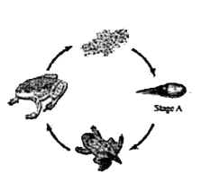 The given diagram shows the life cycle of a frog.      Stage A in the life cycle of a frog is known as