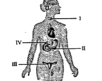 The given illustration represents the human endocrine system. In the given illustration, pancreas is labelled as