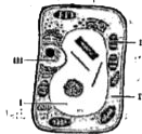The given figure shows a labeled plant cell   In the given figure, the cytoplasm is labeled as