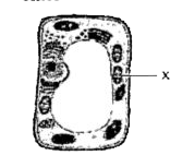 The given figure represents a plant cell. The labelled structure is present only in plant cells.    In the given figure, label X represents
