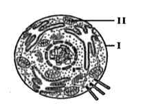 The given figure depicts a diagram of a eukaryotic animal cell. It shows organelles labeled I and II.      The function of the part of the cell marked as I is to