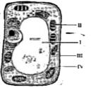 The given illustration represents a cell.       The function of protecting the cell from external injury is performed by the structure labelled