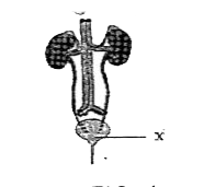 The given illustration represents the human excretory system.   In the given illustration, the structure labelled X represents
