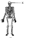 The given figure represents the human skeletal system. In the given figure, label X represents the
