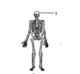 The given diagram illustrates the human skeleton. The structure labelled I in the given diagram illustrates the